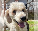 Small Labradoodle