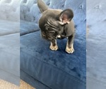 Small Photo #34 French Bulldog Puppy For Sale in HOUSTON, TX, USA