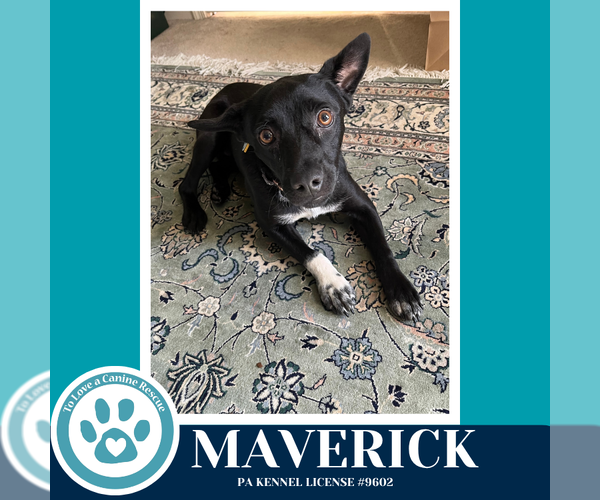Medium Photo #1 Feist Terrier-Unknown Mix Puppy For Sale in Kimberton, PA, USA