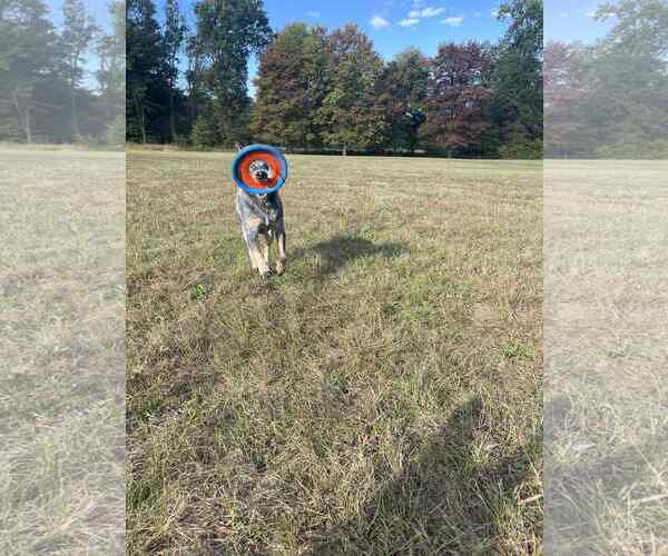 Medium Photo #14 Mutt Puppy For Sale in Highland, IL, USA