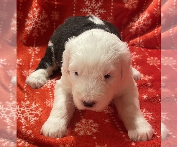 Medium Photo #6 Old English Sheepdog Puppy For Sale in WAKE FOREST, NC, USA