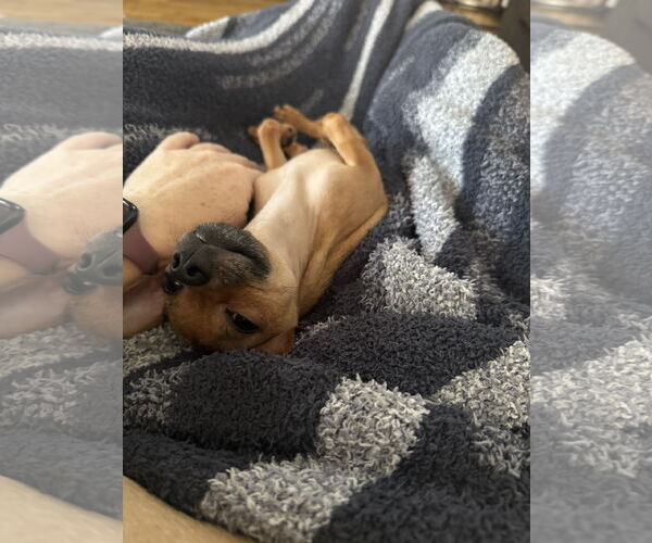 Medium Photo #2 Chihuahua Puppy For Sale in Orlando, FL, USA