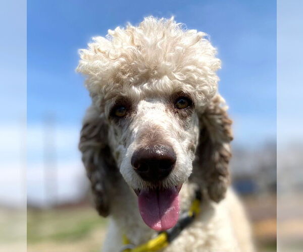 Medium Photo #2 Poodle (Standard) Puppy For Sale in Pacolet, SC, USA