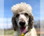 Small #1 Poodle (Standard)
