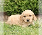 Small #3 Golden Retriever
