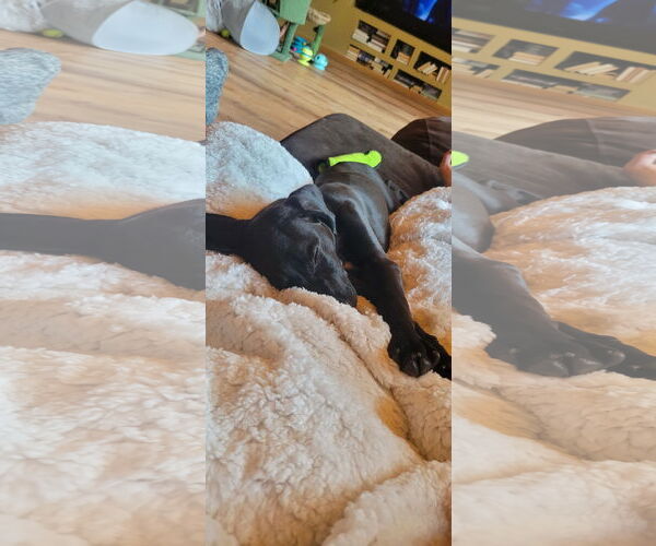 Medium Photo #2 Mutt Puppy For Sale in Sheboygan, WI, USA
