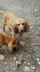 Bloodhound Puppy for sale in DEATSVILLE, AL, USA