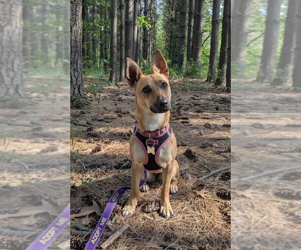 Medium Photo #5 Chihuahua-Unknown Mix Puppy For Sale in Mundelein, IL, USA