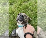 Small #7 American Pit Bull Terrier-Mountain Cur Mix