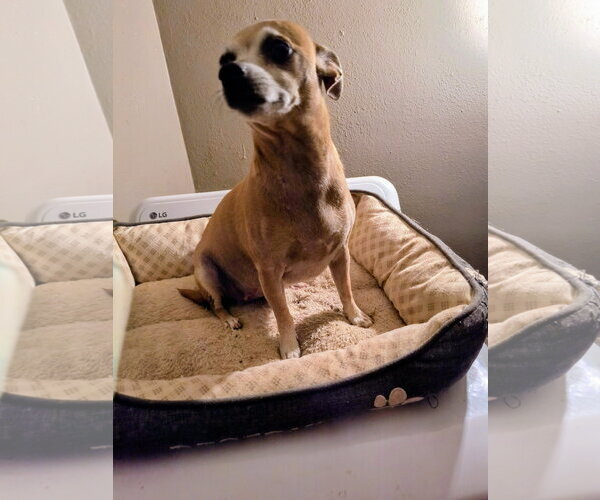 Medium Photo #2 Chihuahua-Unknown Mix Puppy For Sale in Grafton, WI, USA