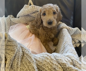 Goldendoodle-Irish Doodle Mix Puppy for sale in CHARLOTTESVILLE, VA, USA