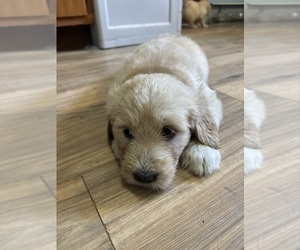 Goldendoodle Puppy for sale in RANDOLPH, NY, USA