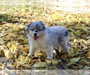 Medium Australian Shepherd