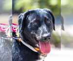 Small #3 Labrador Retriever Mix
