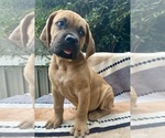 Puppy Dude Cane Corso