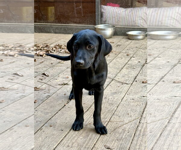 Medium Photo #1 Labrador Retriever-Miniature Pinscher Mix Puppy For Sale in Texarkana, TX, USA