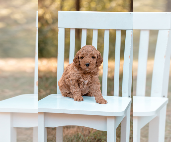 Medium Photo #9 Goldendoodle (Miniature) Puppy For Sale in ASH GROVE, MO, USA