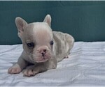 Small #11 French Bulldog