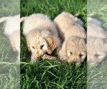 Small Photo #7 Goldendoodle Puppy For Sale in CORRYTON, TN, USA