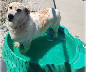 Pembroke Welsh Corgi-Unknown Mix Dogs for adoption in Chinook, MT, USA