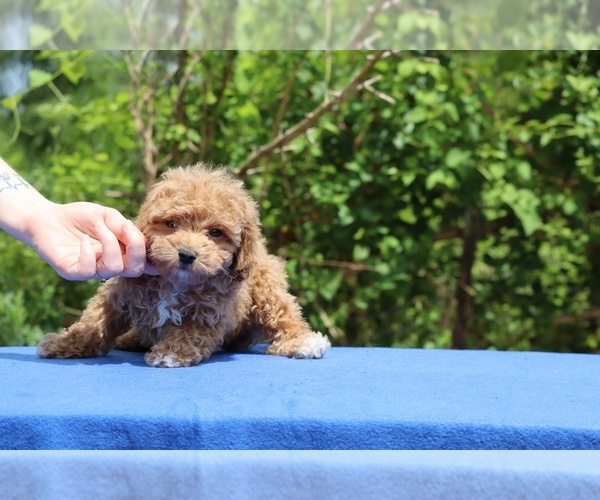 Medium Photo #23 Poodle (Toy) Puppy For Sale in DYERSBURG, TN, USA