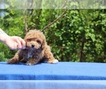 Small #22 Poodle (Toy)