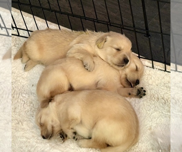Medium Photo #6 Golden Retriever Puppy For Sale in EXTON, PA, USA