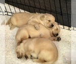 Small #5 Golden Retriever