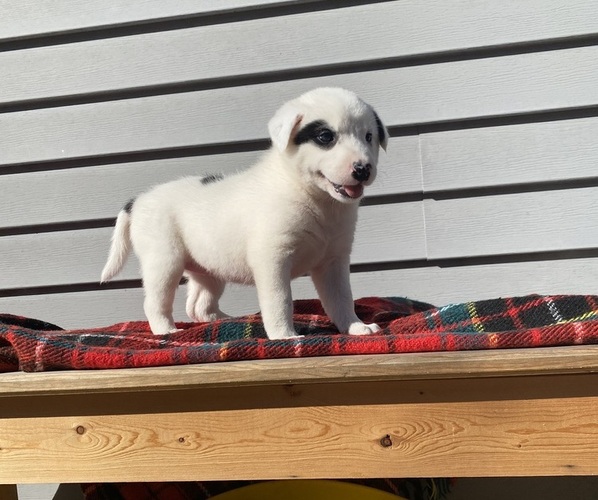 Medium Photo #2 Australian Cattle Dog Puppy For Sale in SMITHS CREEK, MI, USA
