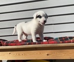 Mickey - Female Australian Cattle Dog Puppy for Sale - Photo #2