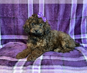 Cockapoo Puppy for sale in LAKELAND, FL, USA