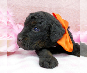 Bernedoodle (Miniature) Puppy for sale in ROY, UT, USA