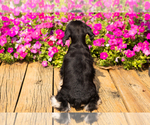 Small #19 Schnauzer (Miniature)
