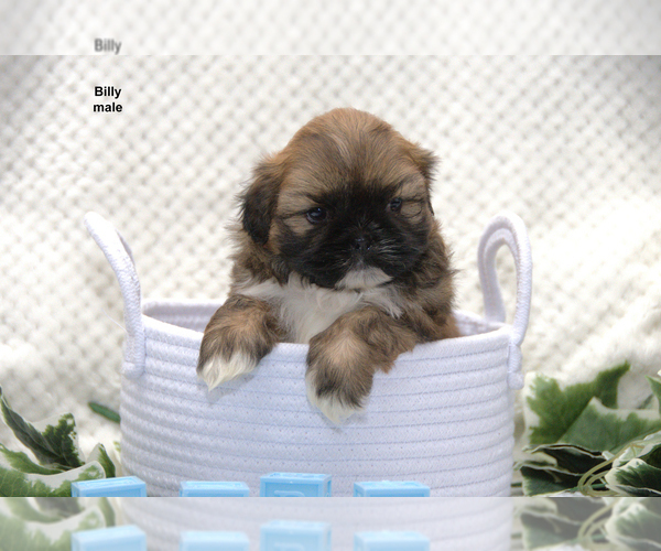 Medium Photo #5 Shih Tzu Puppy For Sale in CLARE, MI, USA