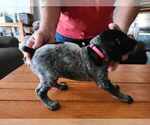 Small Photo #22 German Shorthaired Pointer Puppy For Sale in BEULAVILLE, NC, USA