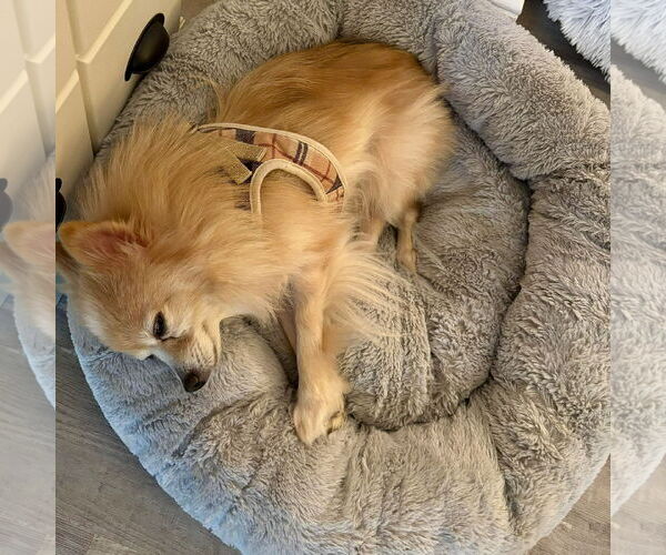 Medium Photo #3 Pomeranian Puppy For Sale in Spring Lake, NC, USA