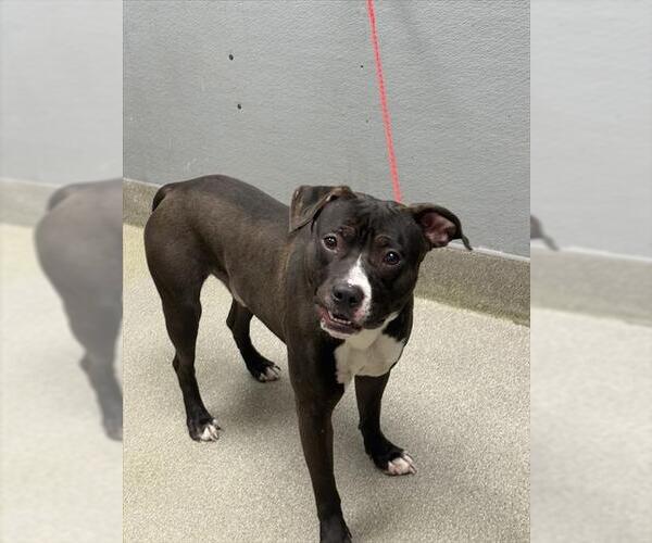 Medium Photo #1 American Pit Bull Terrier-Unknown Mix Puppy For Sale in Las Vegas, NV, USA