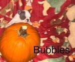 Puppy 4 Bubbles Faux Frenchbo Bulldog