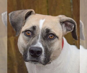 American Staffordshire Terrier-Labrador Retriever Mix Dogs for adoption in Huntley, IL, USA