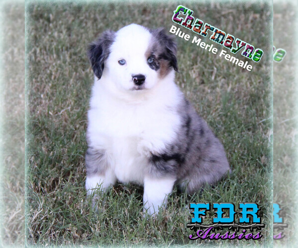 Medium Photo #3 Miniature Australian Shepherd Puppy For Sale in FORESTBURG, TX, USA