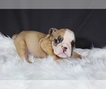Small Photo #2 Bulldog Puppy For Sale in LITTLE ELM, TX, USA