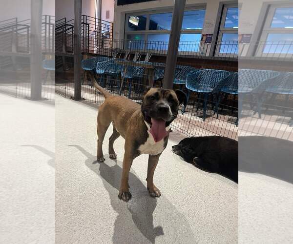 Medium Photo #35 Boxer-Unknown Mix Puppy For Sale in Holly Springs, NC, USA