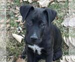Small Labrador Retriever Mix