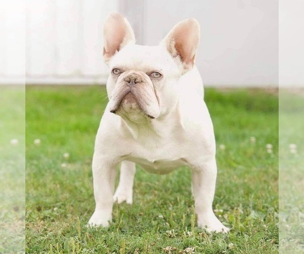 Medium Photo #1 French Bulldog Puppy For Sale in BUSHKILL, PA, USA