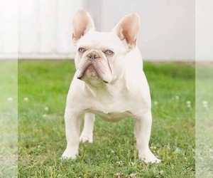 Father of the French Bulldog puppies born on 10/09/2022