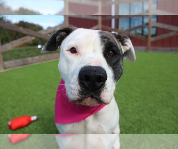 Medium Photo #4 American Bulldog Puppy For Sale in Chestertown, MD, USA