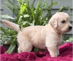 Puppy Dune Golden Retriever
