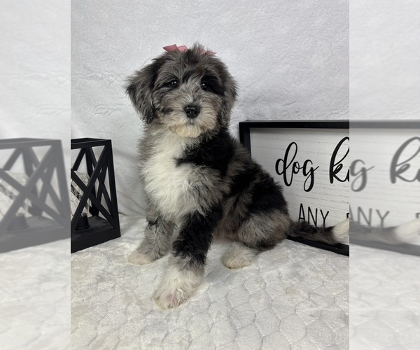 Medium Photo #3 Bernedoodle (Miniature) Puppy For Sale in GREENFIELD, IN, USA