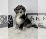 Small #2 Bernedoodle (Miniature)