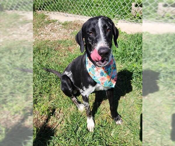 Medium Photo #1 Catahoula Leopard Dog-Unknown Mix Puppy For Sale in Westminster, MD, USA